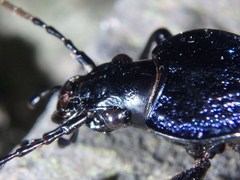 Carabus exaratus