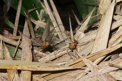 Ventrivomer ancyrophorus