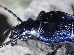 Carabus exaratus