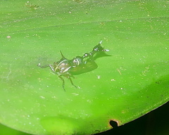 Heteronotus trinodosus