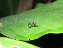 Heteronotus trinodosus