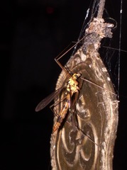 Nephrotoma australasiae