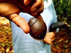 Eurycratera jamaicensis