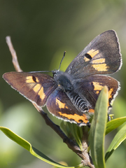 Pseudalmenus chlorinda