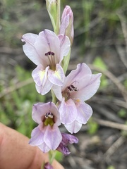 Gladiolus densiflorus
