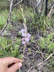 Gladiolus densiflorus