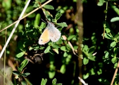 Coenonympha pamphilus