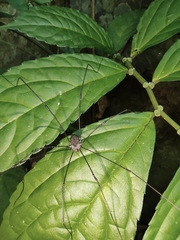 Elatostema stewardii