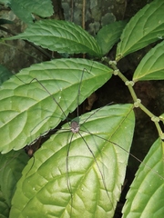 Elatostema stewardii