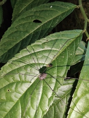 Elatostema stewardii