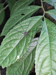 Elatostema stewardii