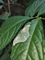 Elatostema stewardii