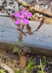 Silene pseudoatocion