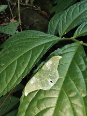 Elatostema stewardii
