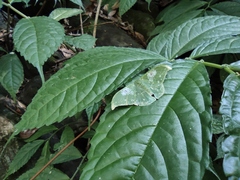 Elatostema stewardii