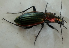 Carabus lineatus
