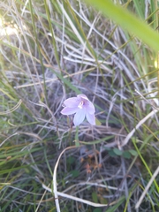 Thelymitra x merraniae
