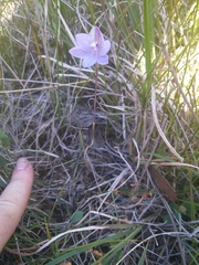 Thelymitra x merraniae