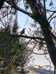 Anthochaera chrysoptera