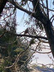 Anthochaera chrysoptera