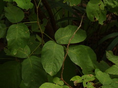 Dendrolobium umbellatum