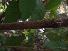 Dendrolobium umbellatum