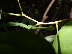 Dendrolobium umbellatum