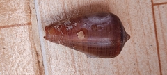 Conus figulinus