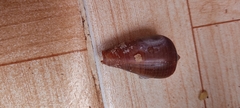 Conus figulinus
