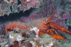 Enoplometopus occidentalis