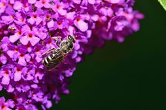 Lasioglossum sexnotatum