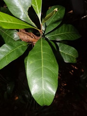 Palaquium