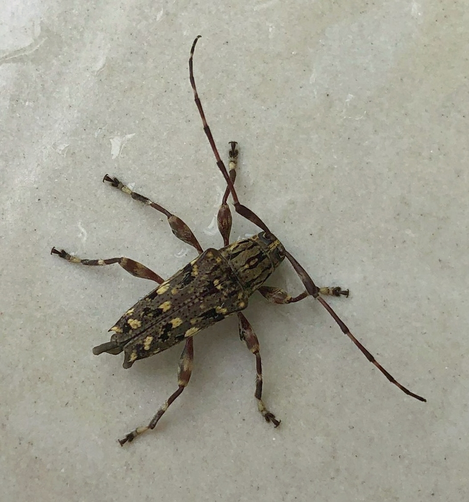 Colobothea colombiana