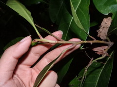 Palaquium