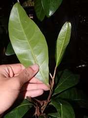 Palaquium
