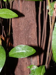 Palaquium