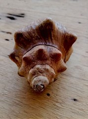 Pleuroploca trapezium