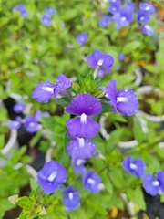 Achetaria azurea