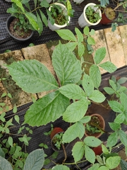 Tetrastigma planicaule