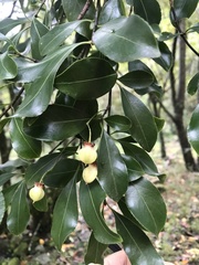 Euonymus carnosus