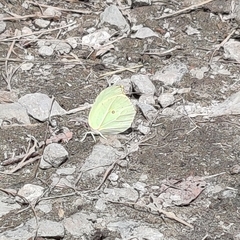 Gonepteryx nepalensis