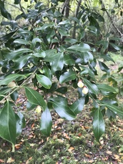 Euonymus carnosus