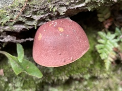 Boletus speciosus