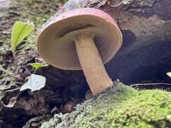 Boletus speciosus