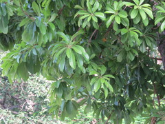 Alstonia