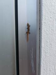 Sphaerodactylus argus