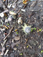 Geastrum