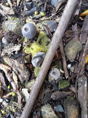 Geastrum