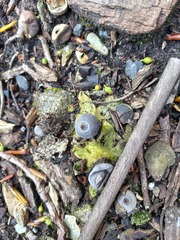 Geastrum