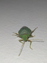 Heteroptera